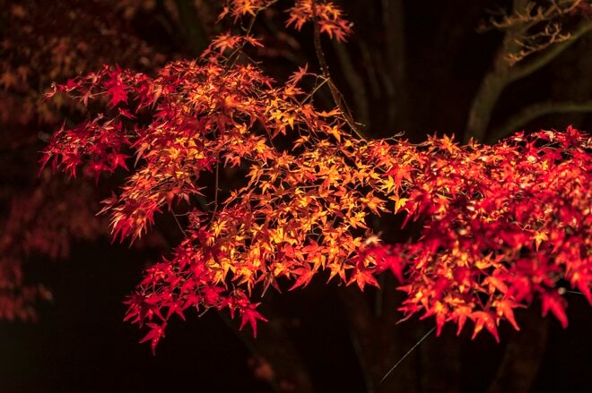 【3年連続全国No.1の紅葉スポット】「落ち葉の絨毯を狙うなら今でしょ！」鮮やかに染まるもみじ湖と“もみじのトンネル”《長野県・箕輪町》2022年の画像007