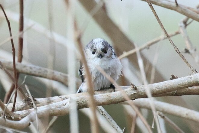 【バードウォッチング】支持率爆上がりの野鳥界アイドル「シマエナガ」にちょっと待ったぁ！  千葉のそっくりさんこそ、かわいらしさナンバーワン！？  2026年の画像010