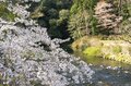 【渓流釣り】 ゾーニングで快適なフィールド 「寒狭川で花見気分のフライフィッシング！」 愛知県新城市 2025年の画像002