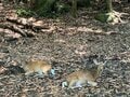 【世界自然遺産・屋久島】 屋久島をレンタカーで一周するドライブ旅「千尋の滝・大川の滝・ガジュマル・西部林道」を一日でめぐる！の画像018