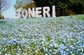 「ネモフィラ」青の絶景！  23区内最大規模の楽園「舎人公園」桜のピンクとネモフィラブルーは東京の春を彩る【東京都・足立区】の画像007
