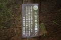 山中の植物に「春から初夏への移り変わり」を感じるお手軽ハイキングルート＜奥多摩・御前山＞の画像010