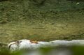 【渓流釣り】最終日前日の飛騨の渓、そぼ降る雨に警戒心がゆるむ秋色ヤマメたち　岐阜県・2025年の画像003