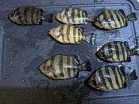 食べたらウマい「外道魚」3選！ 「主役レベル」の絶品「南蛮漬け＆塩焼き＆唐揚げ」レポ！  食卓でできる「水産資源」活用