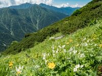 秘境のお花畑！　花の百名山　中央アルプス、三ノ沢岳