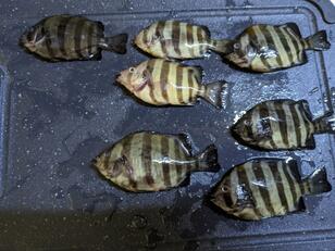 食べたらウマい「外道魚」3選！ 「主役レベル」の絶品「南蛮漬け＆塩焼き＆唐揚げ」レポ！  食卓でできる「水産資源」活用