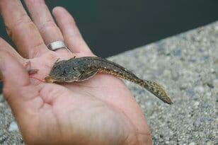 「1000円以下のエサ＆仕掛け」でも「2時間で20匹」釣れる！ 「チョイ投げ五目釣り」が「初心者＆ファミリー」向きの理由！ 堤防「実釣」レポ