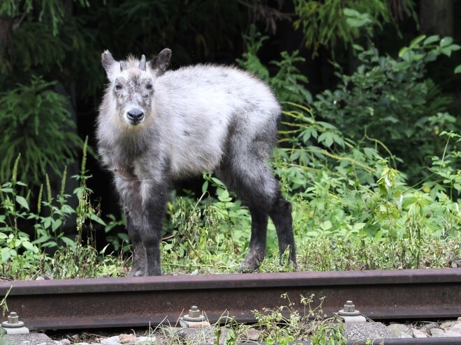 25年前に廃止された鉄路は驚きの連続！ 鉄道フォトジャーナリスト櫻井寛が旧信越本線碓氷峠を歩く！「廃線ウォーク」【群馬県安中市】の画像012