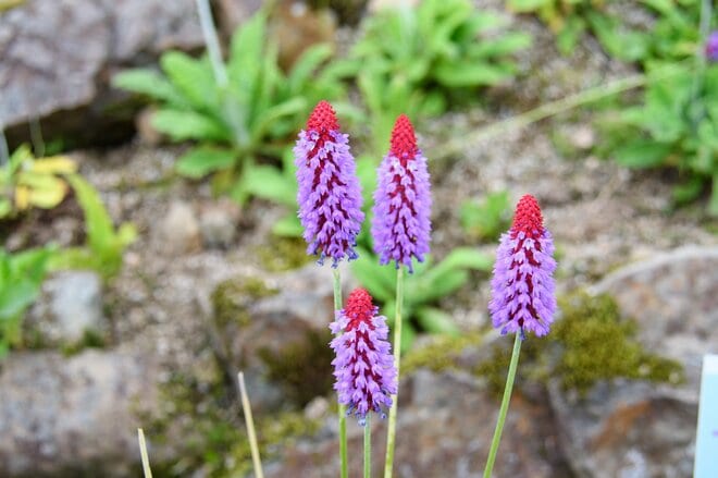 紅葉シーズン最盛期間近！「白馬五竜高山植物園」 一足早い秋の高原を彩る国内外の“高山植物の競演”に酔うの画像002