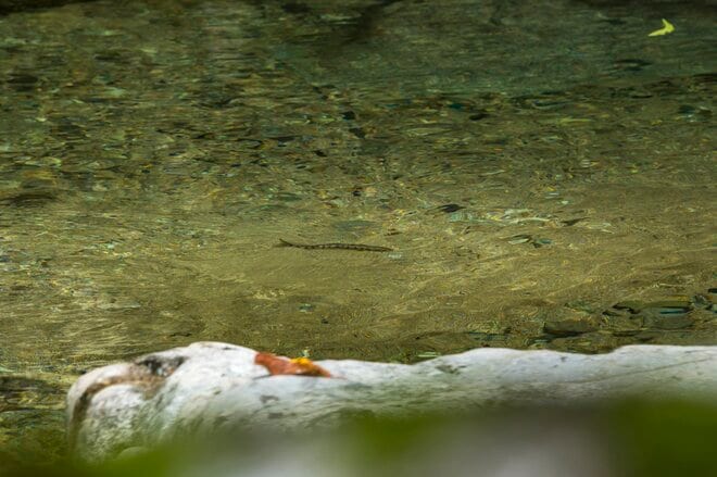 【渓流釣り】最終日前日の飛騨の渓、そぼ降る雨に警戒心がゆるむ秋色ヤマメたち　岐阜県・2025年の画像003