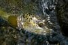 【渓流釣り】山地渓流で大物がロッドを絞る！  35cmのネットから余裕ではみ出す魚体「でも、どこか複雑な心境」  長野県｜2026年