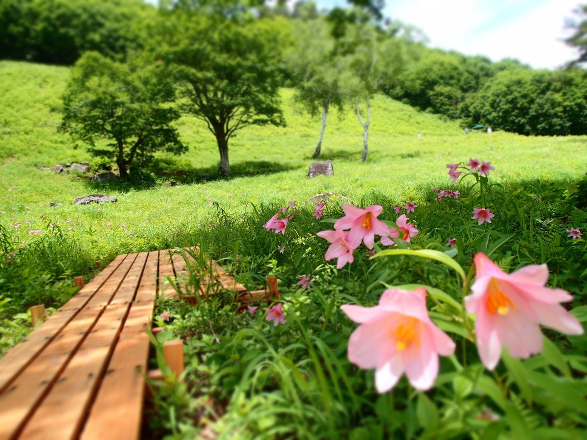 南会津 準絶滅危惧 ヒメサユリ を愛でる花旅へ 福島県 概要 トラベル ニュース Bravo Mountain