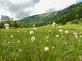 白い妖精・ワタスゲ踊る極上トレイル！「芳ヶ平湿原」を歩く＜群馬県＞の画像002