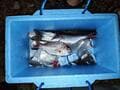 家族も喜ぶ「釣った魚をウマく持ち帰る方法」【3ステップで解説】鮮度維持のため「現場での処理＆保冷法」実践レポ！  実釣煮付け調理も！の画像005