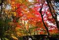 京都から電車で約10分！ 穴場の紅葉スポット「長岡京エリア」の名所「光明寺」＆「長岡天満宮」現地レポ！ 期間限定イベントもの画像003