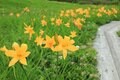 【花便り】高層湿原でお花見トレッキング！  木道ギリギリまで咲き誇るニッコウキスゲやコバイケイソウの中を歩こう！【長野県栂池自然園】の画像004