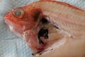 【きまぐれクックにも登場】「これ、ホントに食べられる？」めっちゃレアな人面深海魚「トウジン」のお味はいかに？の画像008