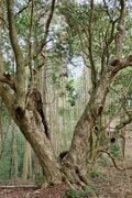 NHK大河『どうする家康』が100倍面白くなる！ 「徳川家康」父祖の地に残る「松平城」を歩く＜前編＞（奥三河・松平郷／愛知県豊田市）【家康ゆかりの山城を攻める vol.1】の画像012