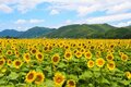 真夏の絶景「ひまわり畑」スポット3選！  季節限定の “プラスワン” と一緒に楽しみたい＆神戸から2時間半以内アクセスで厳選！の画像001