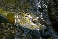 【渓流釣り】山地渓流で大物がロッドを絞る！  35cmのネットから余裕ではみ出す魚体「でも、どこか複雑な心境」  長野県｜2026年