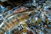 【渓流釣り】飛騨の春、桜とヤマメとイワナを愛でながら里川でフライフィッシング！  岐阜県｜2026年