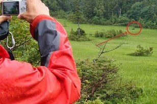 登山で野生動物との「サプライズ遭遇」！ 尾瀬で「くつろぐクマ」＆白馬の「ケンカ雷鳥」ほかエピソード6選！