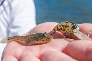 “まさかの理由で釣れる” 庶民の遊び「ハゼ釣り」の新ジャンル「ハゼクラ」とは！？  シーズン中に一度は試したい、初心者OKのルアー釣法！