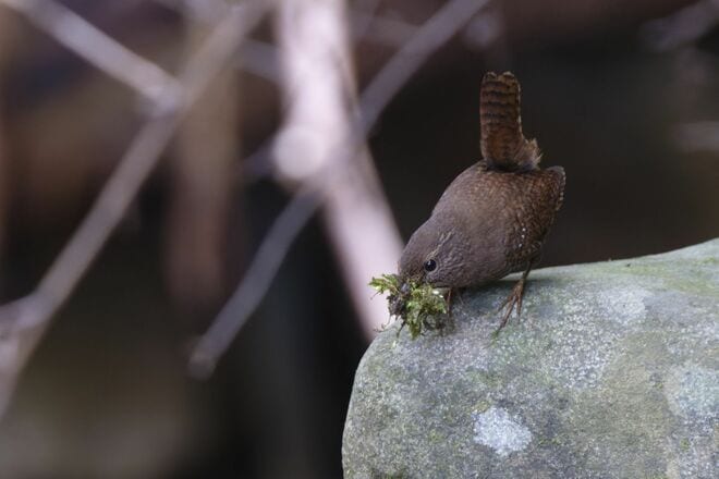 【花巡り】早春ハイキング “見頃を迎えたミツマタ” 東丹沢を埋め尽くす「黄色のポンポン」 県内最大規模の群落を楽しむ   神奈川県｜2026年の画像010