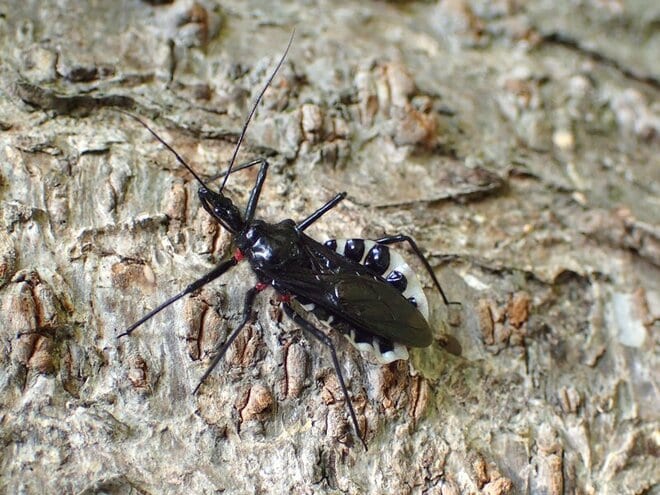 冬の樹洞に集まる「黒と赤の虫」たち！  その正体は肉食性外来種だった【あなたのすぐそばにいる「季節の虫」の探し方 vol.15】の画像002