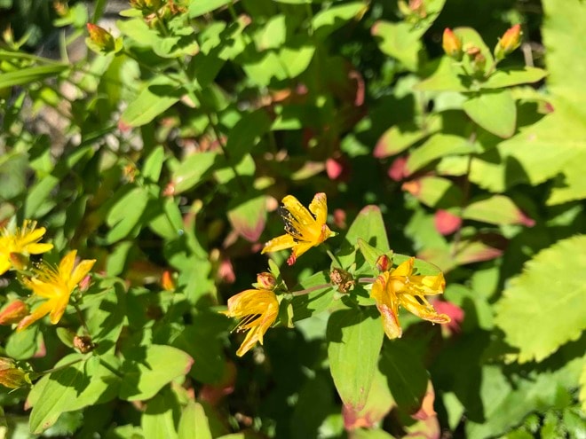 ロープウェイで一気に楽々「2612mの世界へ」千畳敷のお花畑が見頃ですの画像010