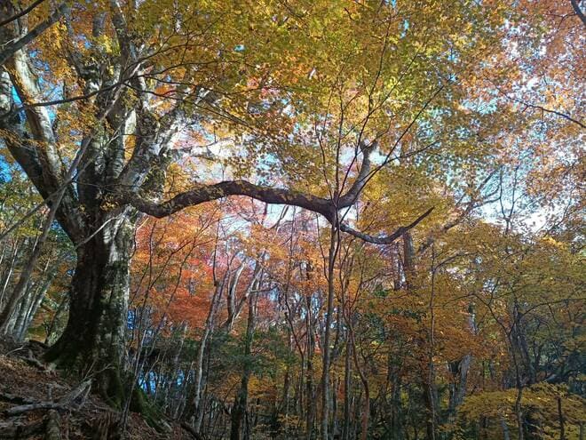 【未来の登山道整備のスタンダード？】「自分たちが使う道は自分たちの手で整備する」 現代の田舎暮らしに必要な “道普請” とは【耕して、焙煎して、走る男　人口2,800人の村に移住してみました vol.13】の画像007