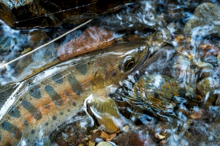 【渓流釣り】飛騨の春、桜とヤマメとイワナを愛でながら里川でフライフィッシング！  岐阜県｜2026年 