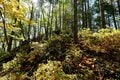 【首都圏近郊】1時間半で登頂できる山梨の隠れ名山「小楢山」紅葉の見頃はもうすぐ！の画像011