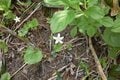 まさに高山植物の宝庫！  花の百名山「栗駒山」紅葉だけじゃない「初夏の魅力」フラワートレッキングの画像008