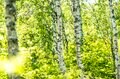 “梅雨どきにもオススメ”の THE 信州！ 八千穂高原の「日本一美しい白樺群生地」 レンゲツツジが見頃です！【2023年・長野県佐久穂町】の画像006