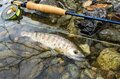 清流「大芦川」解禁日！【驚愕の人出】で大盛況！ 水面を割って躍り出る「美ヤマメ」の春・2022年4月の画像006