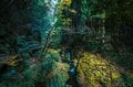 小さな小さな神秘の絶景「コケの世界」！  三重・赤目四十八滝渓谷での「100種のコケ」の画像001