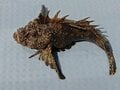 人気の「カサゴ」狙いで釣れがち！  しかもそっくり！「毒のある外道・3選」 初心者が知るべき「見分け」のポイントの画像004