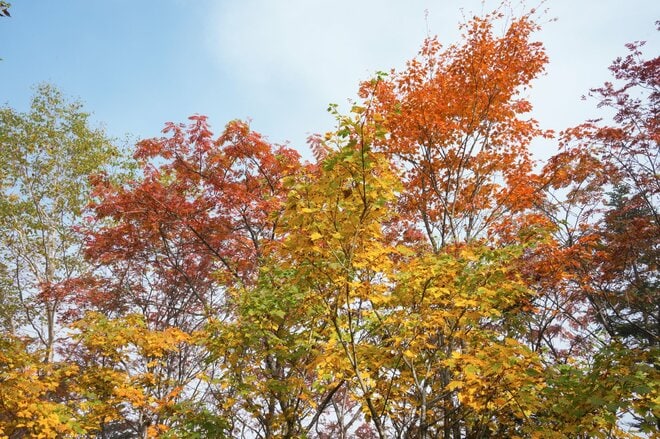 温泉＆紅葉散策【界 奥飛騨】で感じる北アルプスの秋 「飛騨高山」の伝統にもふれ、その魅力はさらに深まっていくの画像034