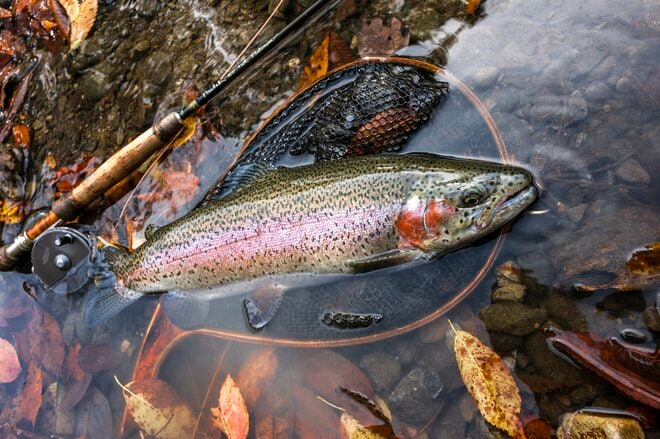 そろそろ紅葉も見頃に！「手強いけれど、強烈なファイトに大興奮」 神流川“冬季ハコスチ釣り場”【群馬県上野村】 2025年の画像002