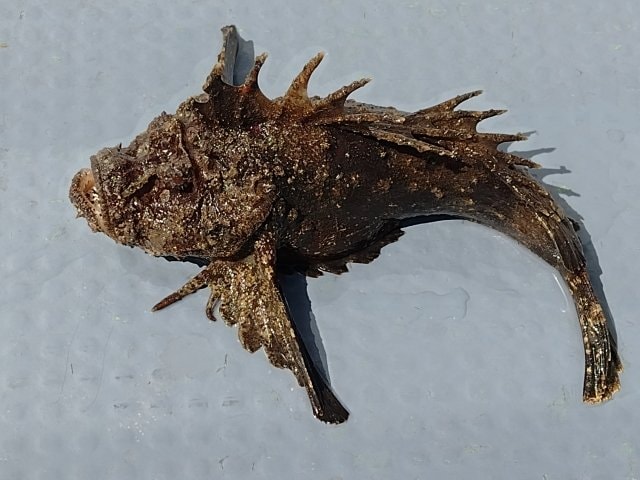 人気の「カサゴ」狙いで釣れがち！  しかもそっくり！「毒のある外道・3選」 初心者が知るべき「見分け」のポイントの画像004