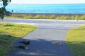 “さくらねこ” 発祥の島で【琉球島猫百景 vol.06　石垣島〈1〉】の画像010