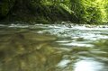 初夏の渓に響く歌声・心地いいソプラノの正体は？ 業界イチの歌唱力！ 甘い声でメスを誘うカジカガエル  2022年6月の画像002