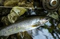まだ梅雨入りしないの？  たまらん暑さからの逃亡！「避暑的フライフィッシングが気持ち良すぎた」釣行レポート【2024年6月・群馬県片品村】の画像004