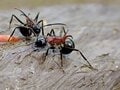 6月は地面にある小さな穴に注目「穴を訪れる美しい虫」の正体とは【あなたのすぐそばにいる「季節の虫」の探し方 vol.6】の画像003