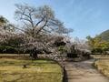 「桜と海」絶景の「瀬戸内コラボ」スポット多数！　香川県「お花見ハイキング」四国移住6年目ライター厳選「庭園・山頂・高台」3つの名所の画像004
