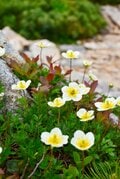 梅雨に逆戻り！？ 高山植物を愛でる山歩き！ ニッコウキスゲ咲き乱れる北アルプス・唐松岳〈長野県〉2022年の画像004