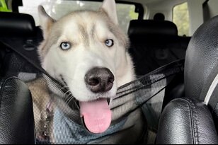 ペットとのドライブで逮捕！「もしかして法律違反！？」やってはいけない「絶対NG」行為【事件実例あり】