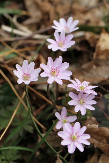 スプリング・エフェメラル 〜春のはかない妖精を求めて〜 角田山＜新潟