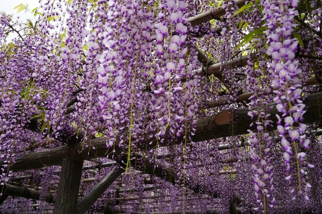 花より団子？ いや、どっちも満喫！「亀戸天神」藤の花 雅な紫に彩られた幻想的な世界へ【東京都・江東区】の画像001